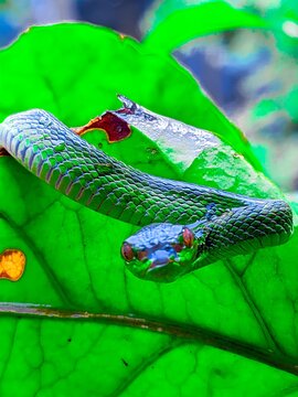 green snake on a branch