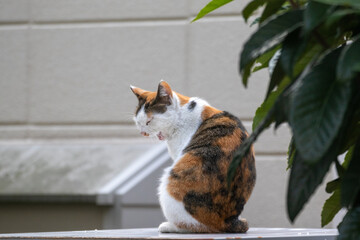 あくびをする野良猫