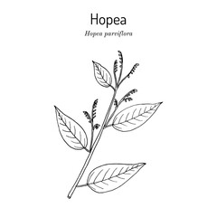 Hopea parviflora timber tree. Hand drawn botanical vector illustration