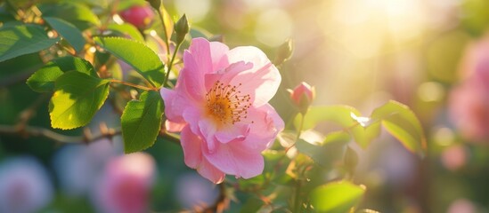 Beautiful pink rose basking in the warm sunlight in a serene garden