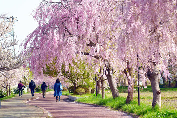 Walkway for viewing cherry blossoms in Kitakata of Fukushima, Japan.