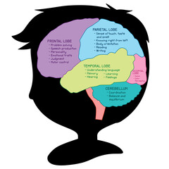 The function of brain