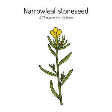 Narrowleaf stoneseed, or fringed puccoon (Lithospermum incisum), medicinal plant