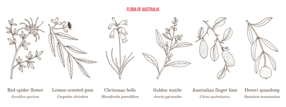 Flora of Australia, collection on native australian plants