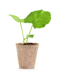 Eco-friendly disposable cardboard pot with green pumpkin sprouts. isolated on a white background.