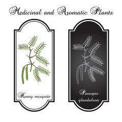 Honey mesquite (Prosopis glandulosa), edible and medicinal plant. Hand drawn botanical vector illustration