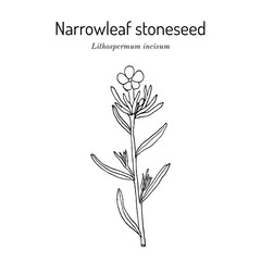 Narrowleaf stoneseed, or fringed puccoon (Lithospermum incisum), medicinal plant