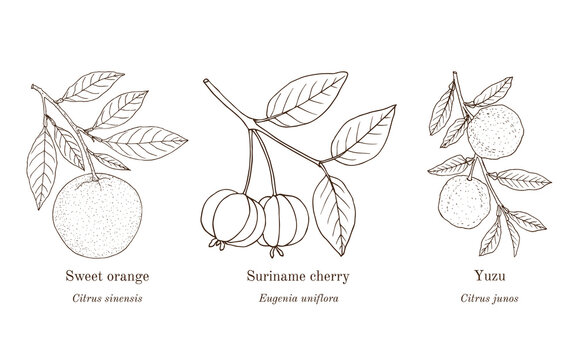 Collection of edible and medicinal plants