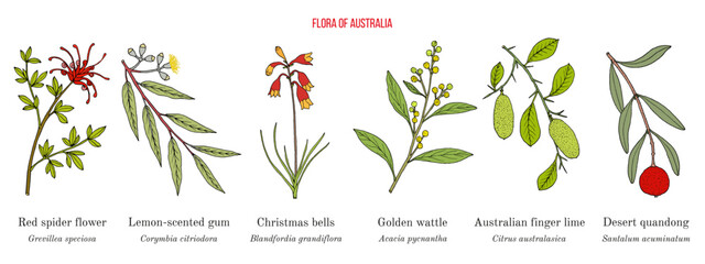 Flora of Australia, collection on native australian plants - obrazy, fototapety, plakaty