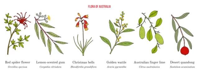 Foto op Plexiglas Flora of Australia, collection on native australian plants © foxyliam