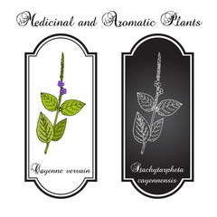Cayenne snakeweed or false verbena (Stachytarpheta cayennensis), medicinal plant - obrazy, fototapety, plakaty