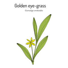 Golden eye-grass, or weevil-wort (Curculigo orchioides), edible and medicinal plant
