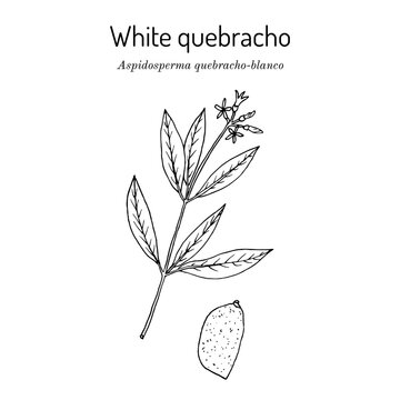 White quebracho (Aspidosperma quebracho-blanco), medicinal plant