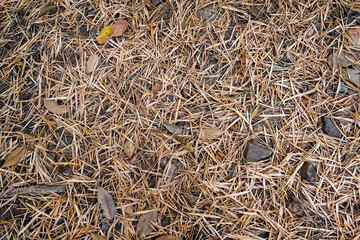 Bamboo leaves that fall in dry season in tropical forest.