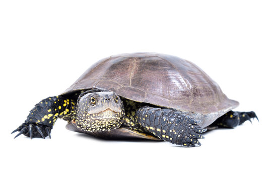 European pond terrapin walking isolated on a white background