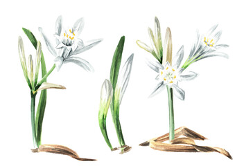 Fototapeta na wymiar Pancratium maritimum or Sharon's Lily set, plant on the sand. Hand drawn watercolor illustration, isolated on white background