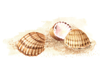 Seashells on the sand. Hand drawn watercolor illustration, isolated on white background