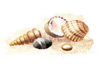 Seashells on the sand. Hand drawn watercolor illustration isolated on white background