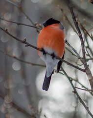The bullfinch bird is sitting on the branches