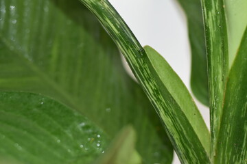 Large leaves of a banana palm with a trunk.