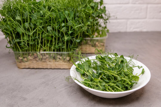 Capture the essence of healthy living with this high-resolution image of crisp microgreens being carefully trimmed. Showcasing the simplicity of preparation and the beauty of fresh ingredients