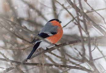 The bullfinch bird is sitting on the branches