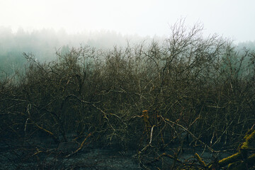 Kahles Gebüsch und Sträucher an einem zugefrorenen Weiher. Nebel und Wald im Hintergrund. Mystische Stimmung im Winter
