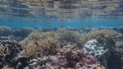 Fototapeta na wymiar Taha'a, Tahiti Coral Reef