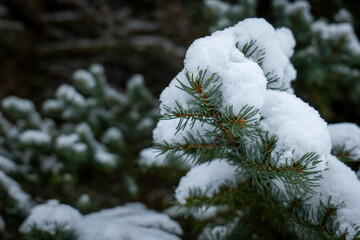 evergreen tree branch covered in snow and frost