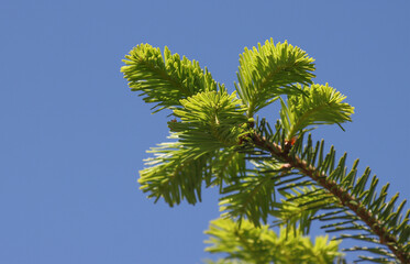 Christmas tree branches against the blue sky.