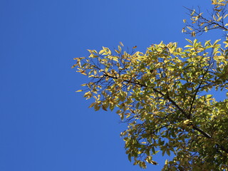 Golden Autumn Leaves Against a Clear Blue Sky