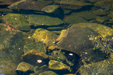 Obed Wild & Scenic River in the Cumberland Plateau in Tennessee
