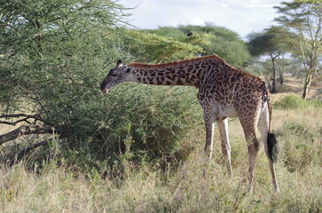 Giraffe Eating Leaves  Tanzania, Africa