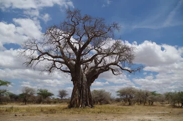 Foto op Canvas Baobab Tree in the Savanna, Tanzania © PayForward Photos