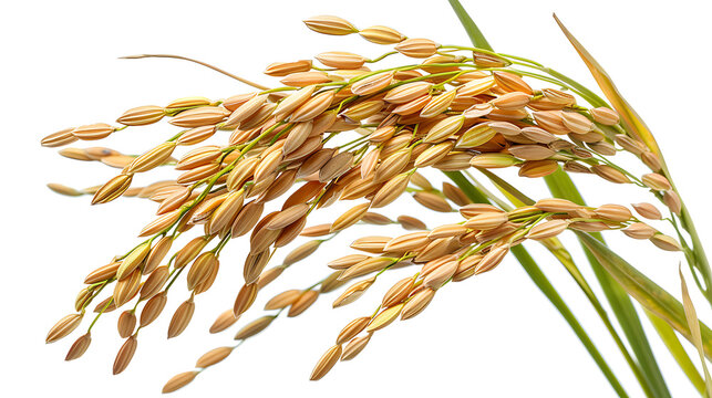 Ear of paddy, ears of Thai jasmine rice isolated on white background. Generative AI illustration 