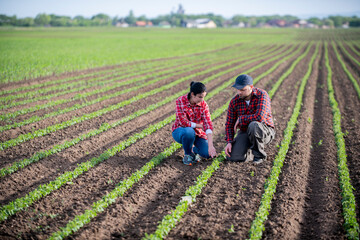 Young farmers examing planted young soybean