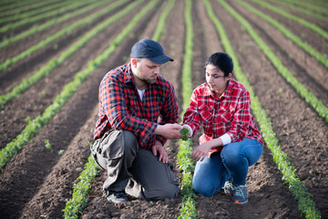 Young farmers examing planted young soybean