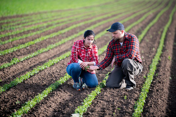 Young farmers examing planted young soybean