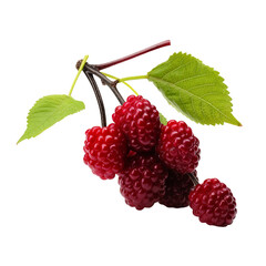 Mulberry isolated on transparent background