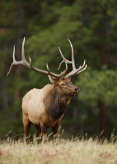 Rocky Mountain Elk - vertical portrait of a large bull against a natural background of evergreeens