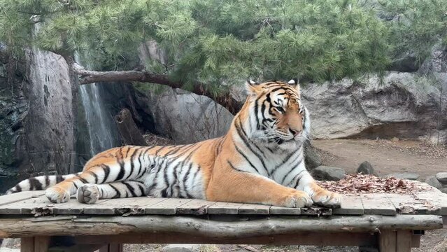 Korean tiger at the zoo