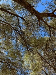 The sweetest place among olive trees, Tetouan, Morocco