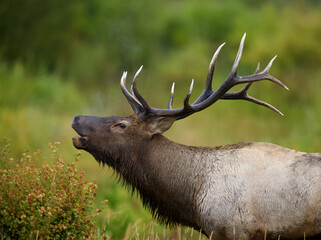 Male Elk stag bugling during the autumn rut in Rocky Mountain National Park in Colorado