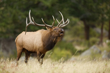 dominant bull Elk sends out the bugle call to attract a mate during the autumn breeding season