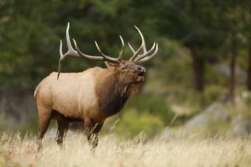 dominant bull Elk sends out the bugle call to attract a mate during the autumn breeding season © tomreichner