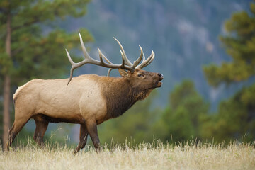 Rocky Mountain Elk, Cervus canadensis nelsoni, a mature male walks through classic habitat during the autumn breeding season