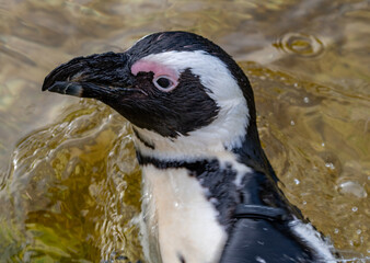 close up of a bird