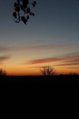 sunset in the forest