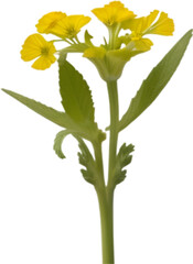 Primrose clipart. A cute Primrose flower icon.