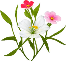 Fototapeta premium Primrose clipart. A cute Primrose flower icon.